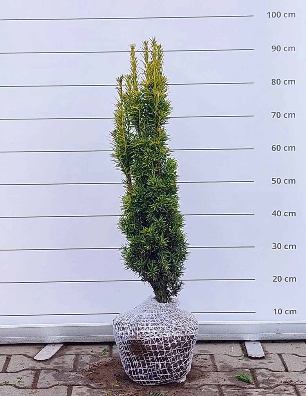 Taxus b. 'Fastigiata Aurea' - 70-80 CM RB